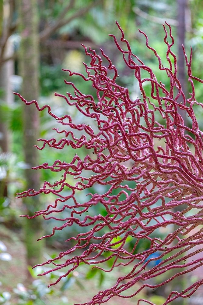 Coral-like inflorescence on palm tree